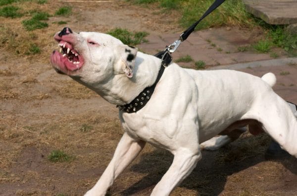 personal injury lawyer dog bite attacks